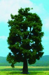 Heki 1740 - Oak Tree 18cm