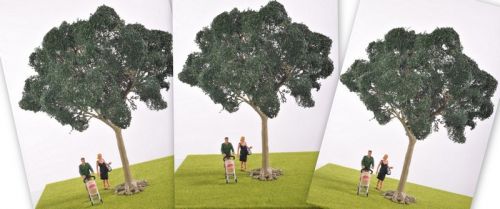 Sycamore Tree - Multi-Buy