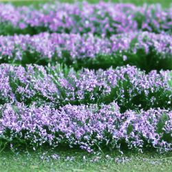 Lavender Field - OO/HO Scale - 00712
